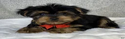 Yorkshire Terrier dogs for sale: Hudson - Ad 4