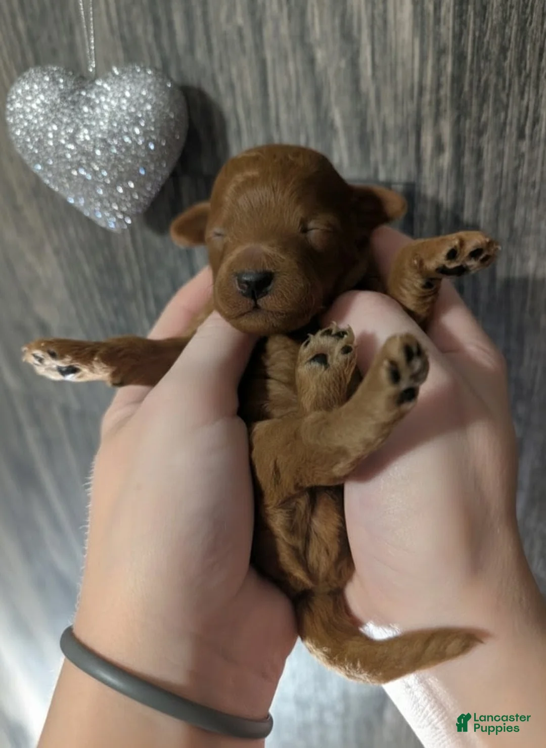 Toy Poodle dogs for sale: Rusty 🩶 - Ad 6