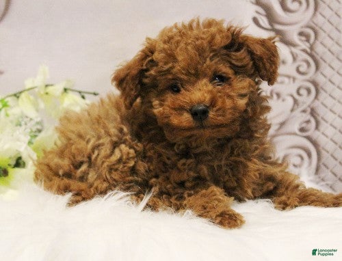 Toy Poodle dogs Dustin - Ad 1