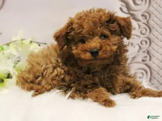 Toy Poodle dogs for sale: Dustin - Ad 1