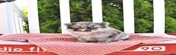 Pomeranian dogs for sale: Kingston - Ad 4