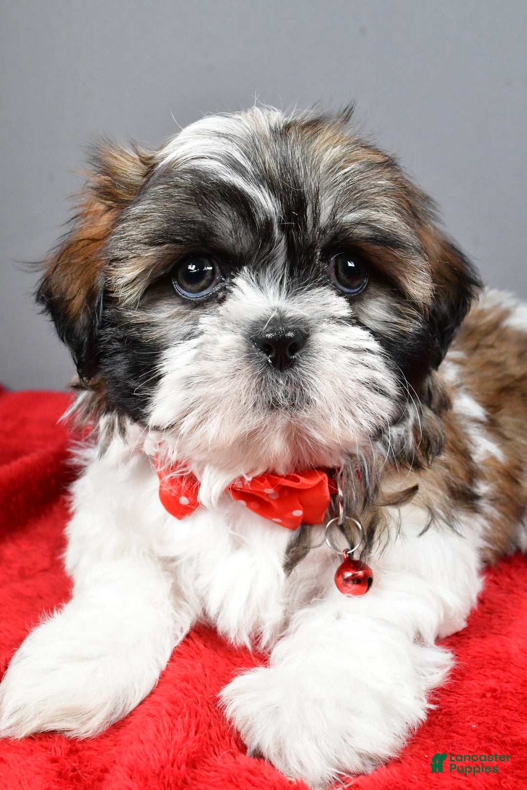 Shih Tzu dogs for sale: Bob - Ad 5