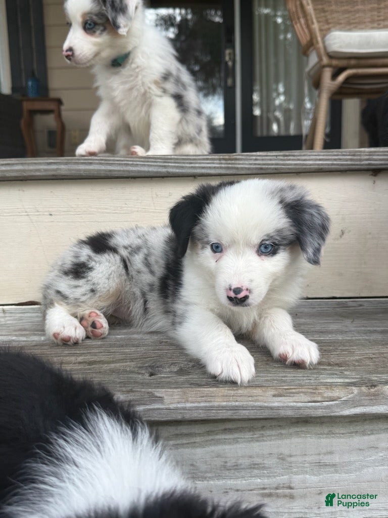 Miniature Australian Shepherd dogs SIERRA- (Yellow Collar) - Ad 2