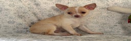 Chihuahua dogs for sale: Kora - Ad 3
