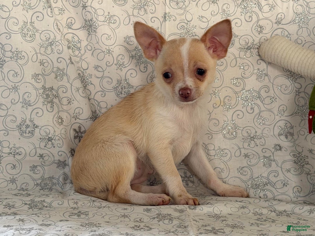 Chihuahua dogs for sale: Kora - Ad 3