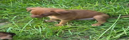 Chiweenie dogs for sale: Foxy - Ad 6