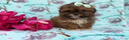 Shihpoo dogs for sale: Quinn - Ad 6