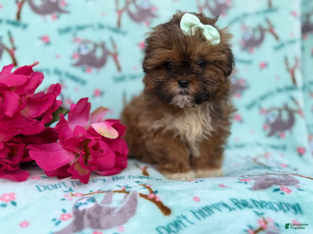 Shihpoo dogs for sale: Quinn - Ad 6