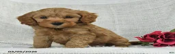Mini Goldendoodle dogs for sale: Justin - Ad 5