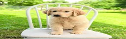 Mixed Breed dogs for sale: Augusta - Ad 2