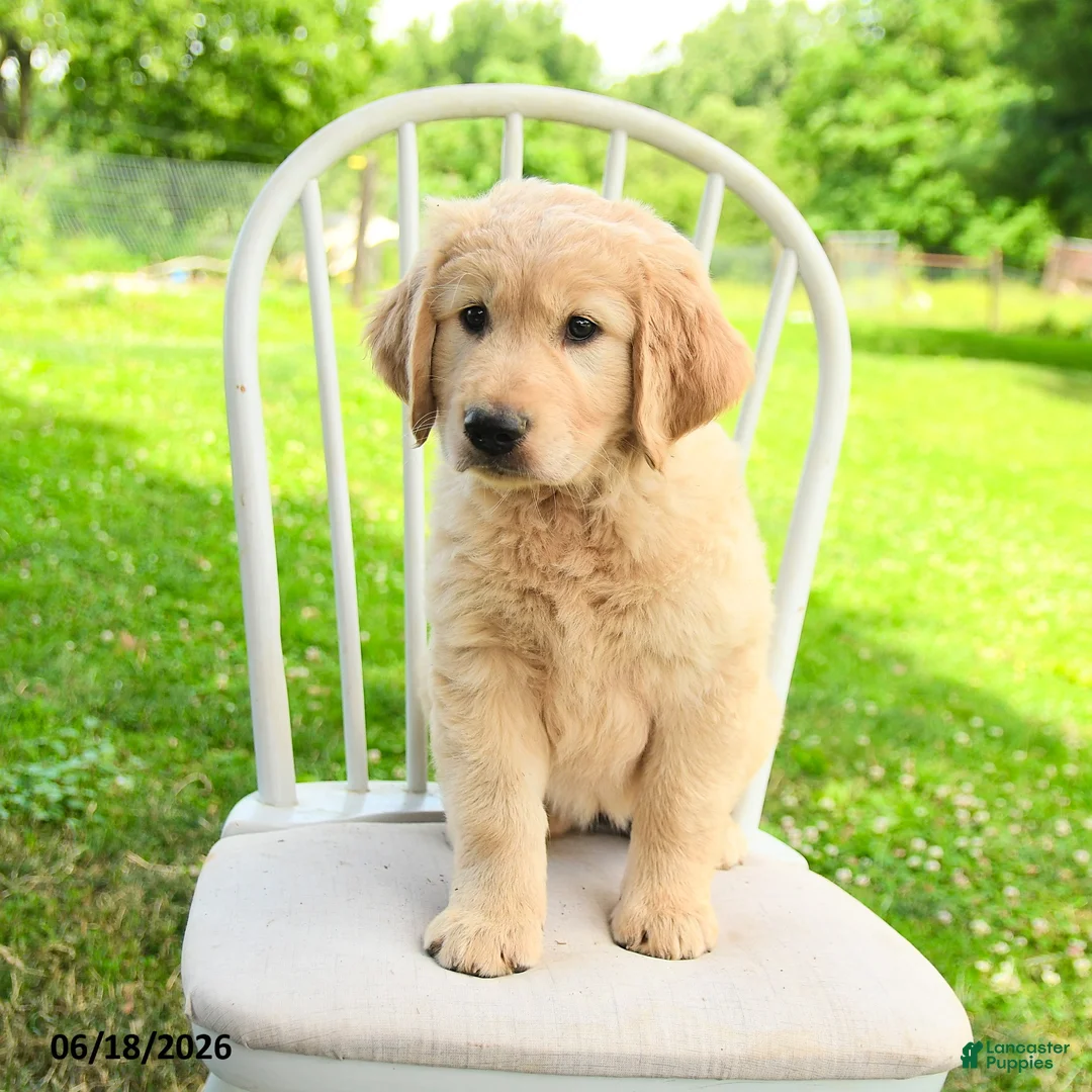 Mixed Breed dogs for sale: Augusta - Ad 2