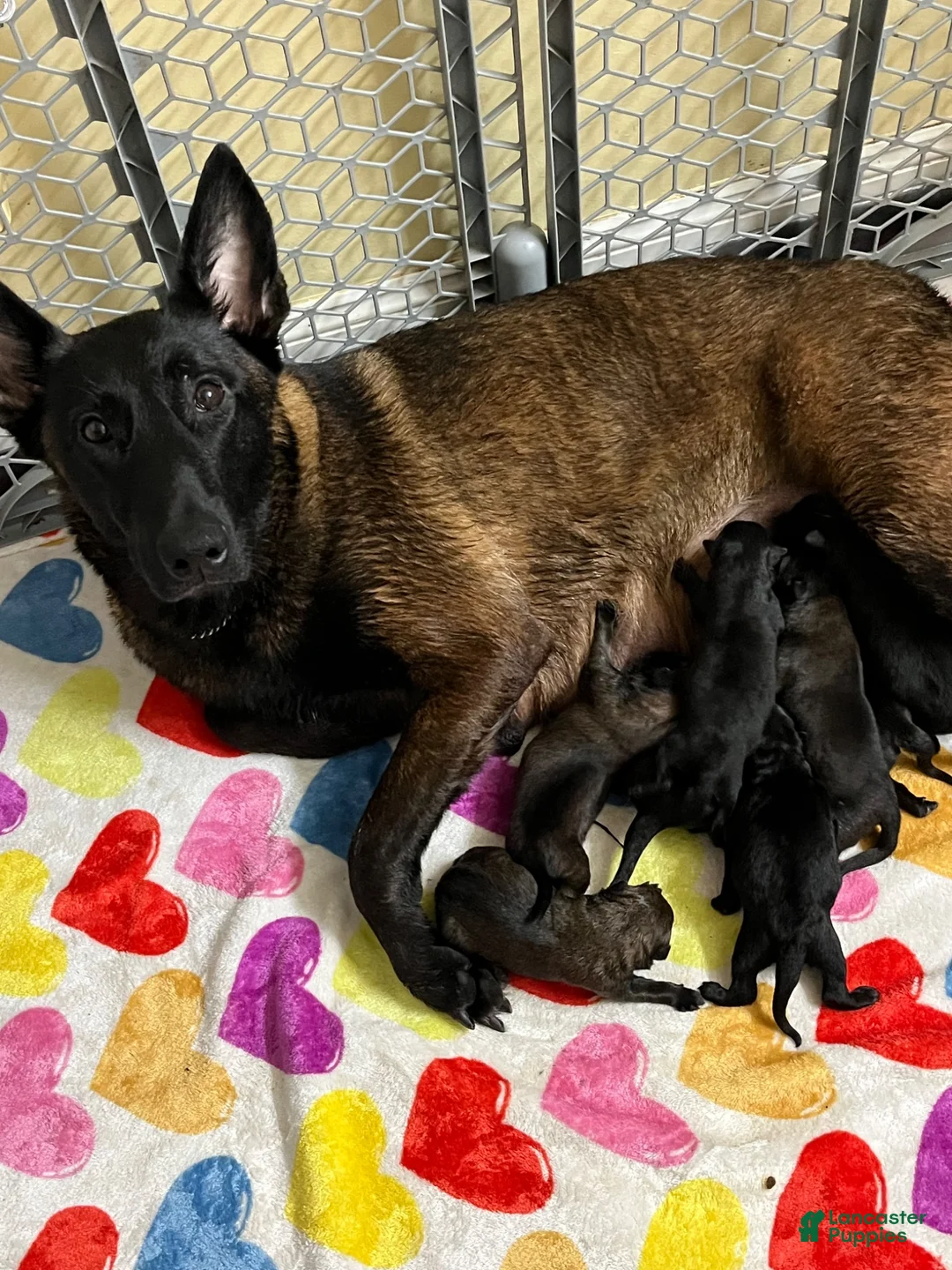 Belgian Malinois dogs for sale: Belgian Malinois Female - Ad 2
