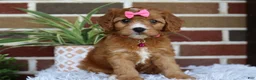 Cavapoo dogs for sale: Honey - Ad 15