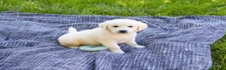 Golden Retriever dogs for sale: Birch  - Ad 5
