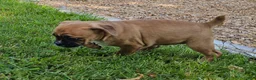 Mixed Breed dogs for sale: Punkin Pie - Ad 5