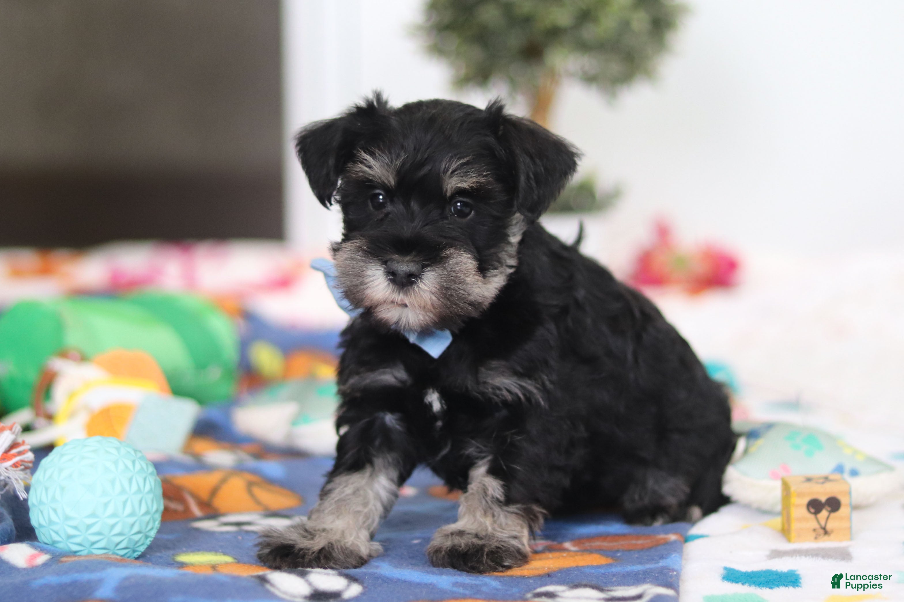 Miniature Schnauzer dogs Dylan - Ad 2