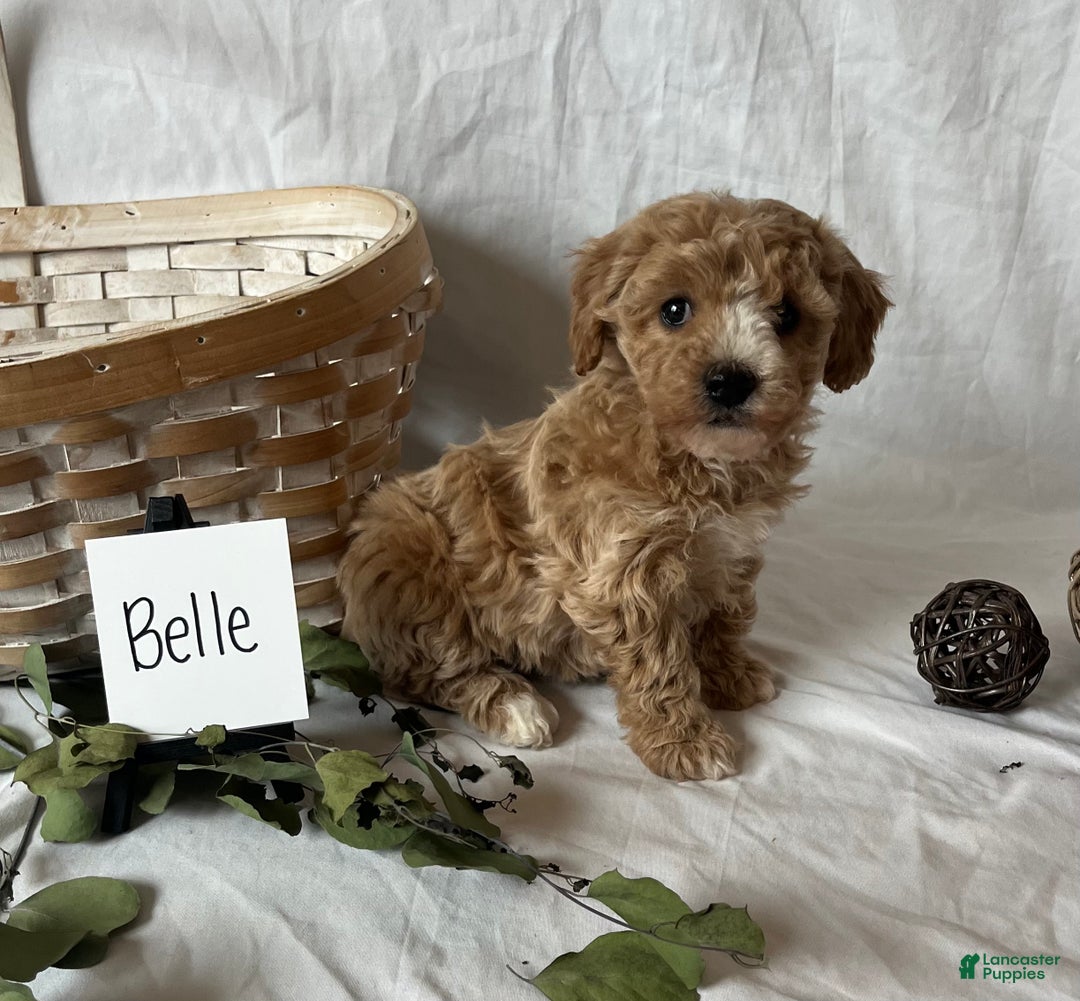 Maltipoo dogs for sale: Belle - Ad 2