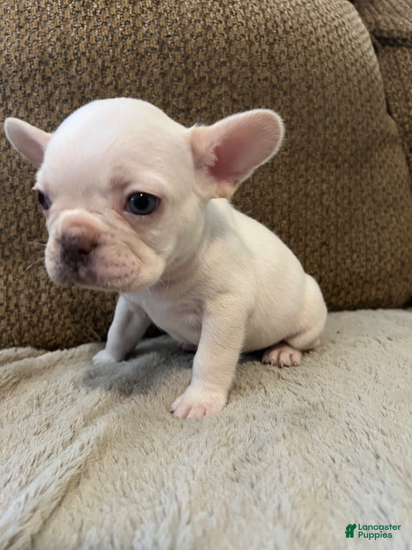 French Bulldog dogs for sale: French Bulldog 4 - Ad 30