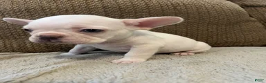 French Bulldog 4