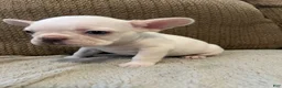 French Bulldog dogs for sale: French Bulldog 4 - Ad 1