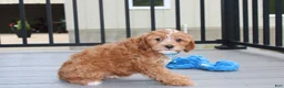 Cockapoo dogs for sale: Freddy  - Ad 13