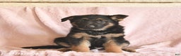 German Shepherd dogs for sale: Boston  - Ad 2