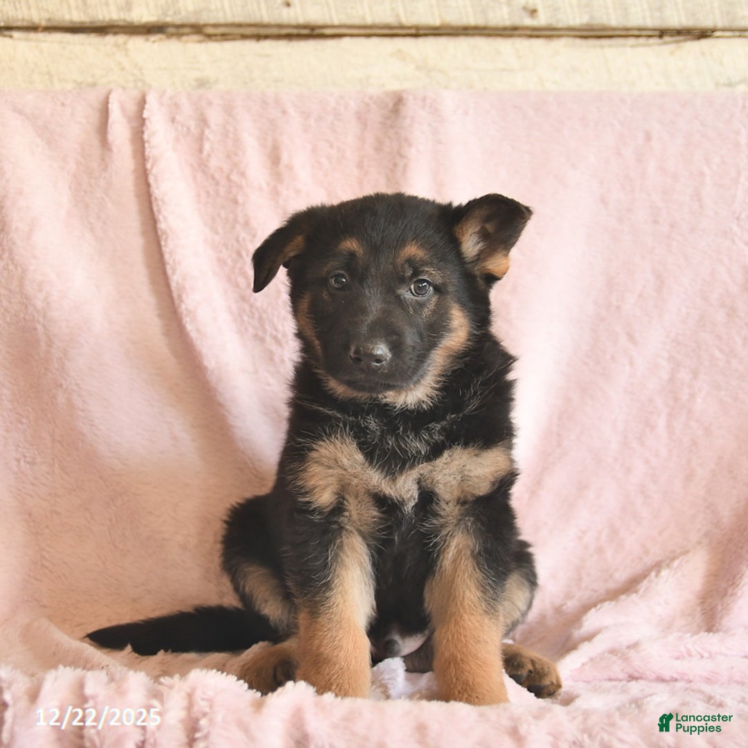 German Shepherd dogs for sale: Boston  - Ad 2