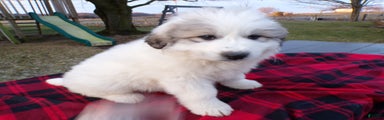 Great Pyrenees Puppy 2 Malone