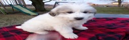 Great Pyrenees dogs for sale: Great Pyrenees Puppy 2 Malone - Ad 1