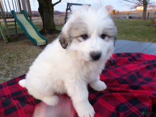Great Pyrenees dogs Great Pyrenees Puppy 2 Malone - Ad 40