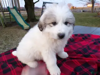 Great Pyrenees dogs Great Pyrenees Puppy 2 Malone - Ad 14
