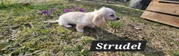 Miniature Dachshund dogs for sale: Strudel - Ad 5