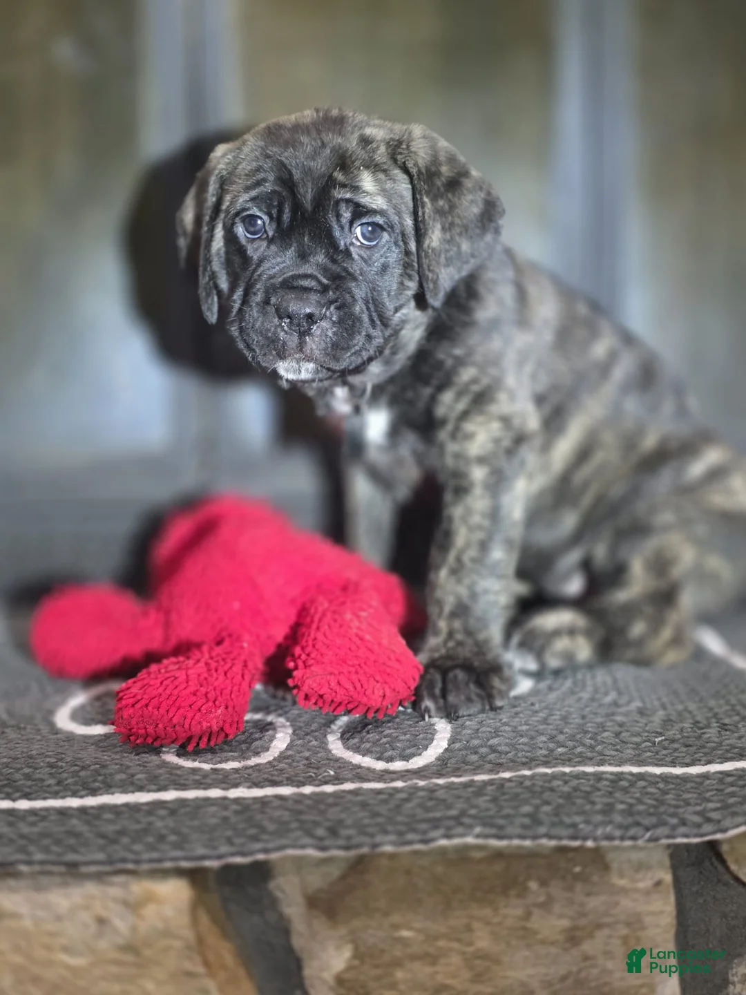 Cane Corso dogs for sale: Luna - Ad 2