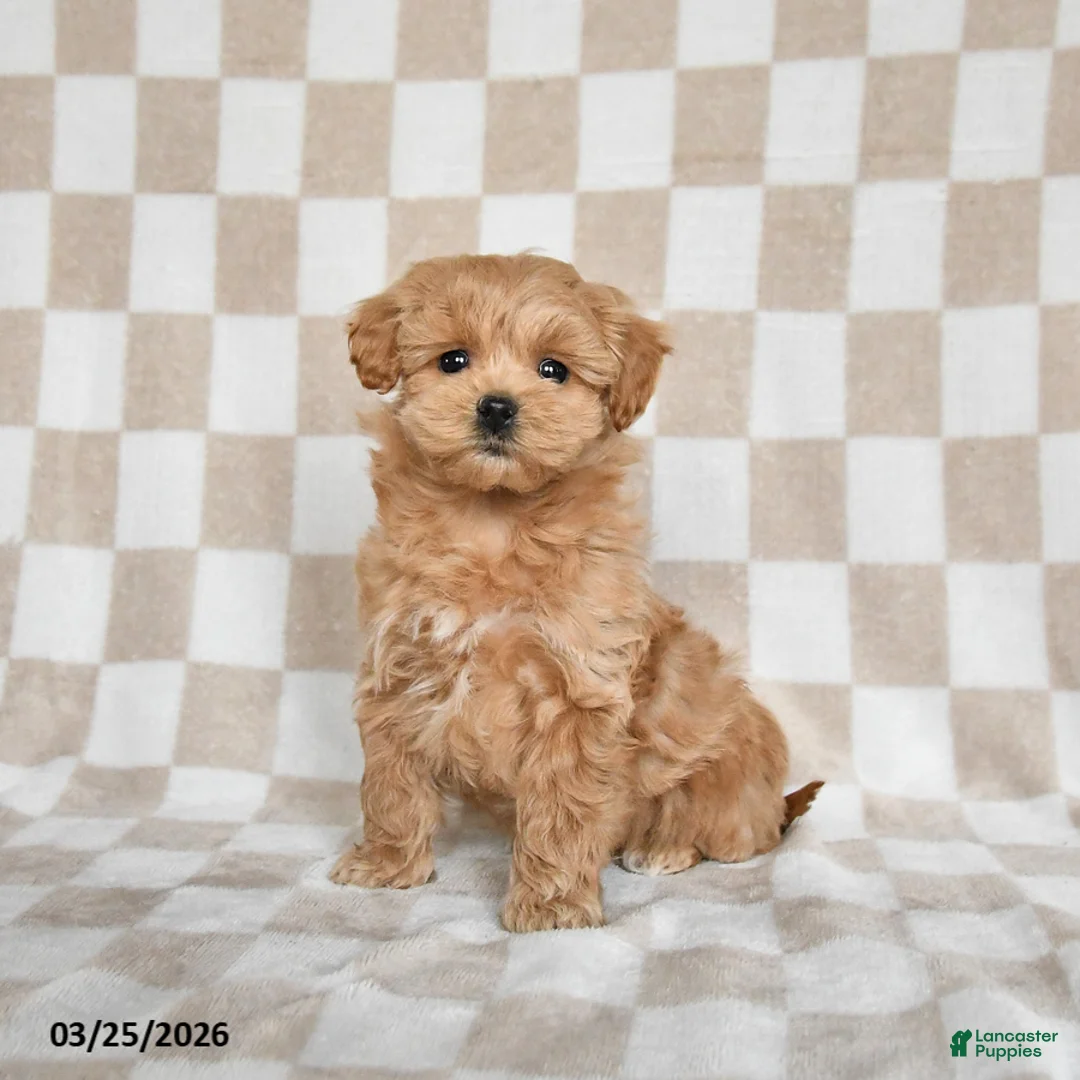 Maltipoo dogs for sale: Peanut  - Ad 2