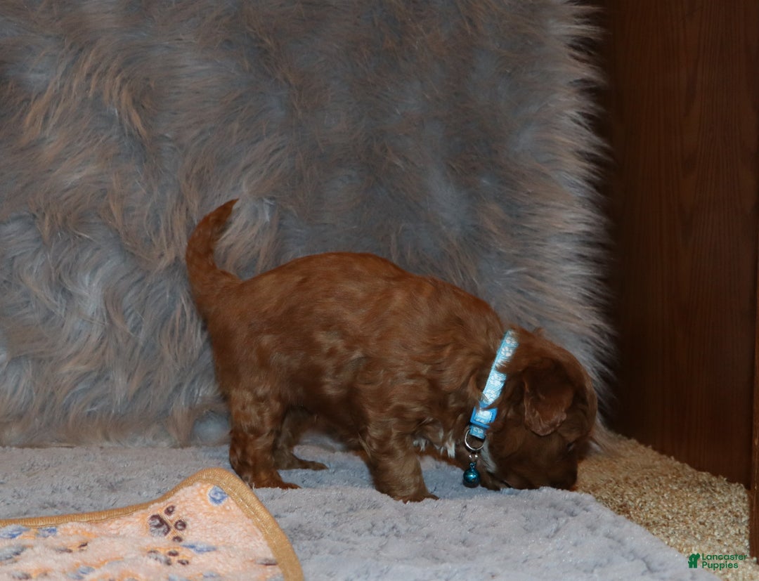 Mini Goldendoodle dogs for sale: Waylon 💙👨‍👨‍👧‍👦💞🐕 - Ad 16