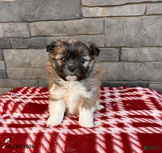 Mixed Breed dogs Gemma - Ad 17