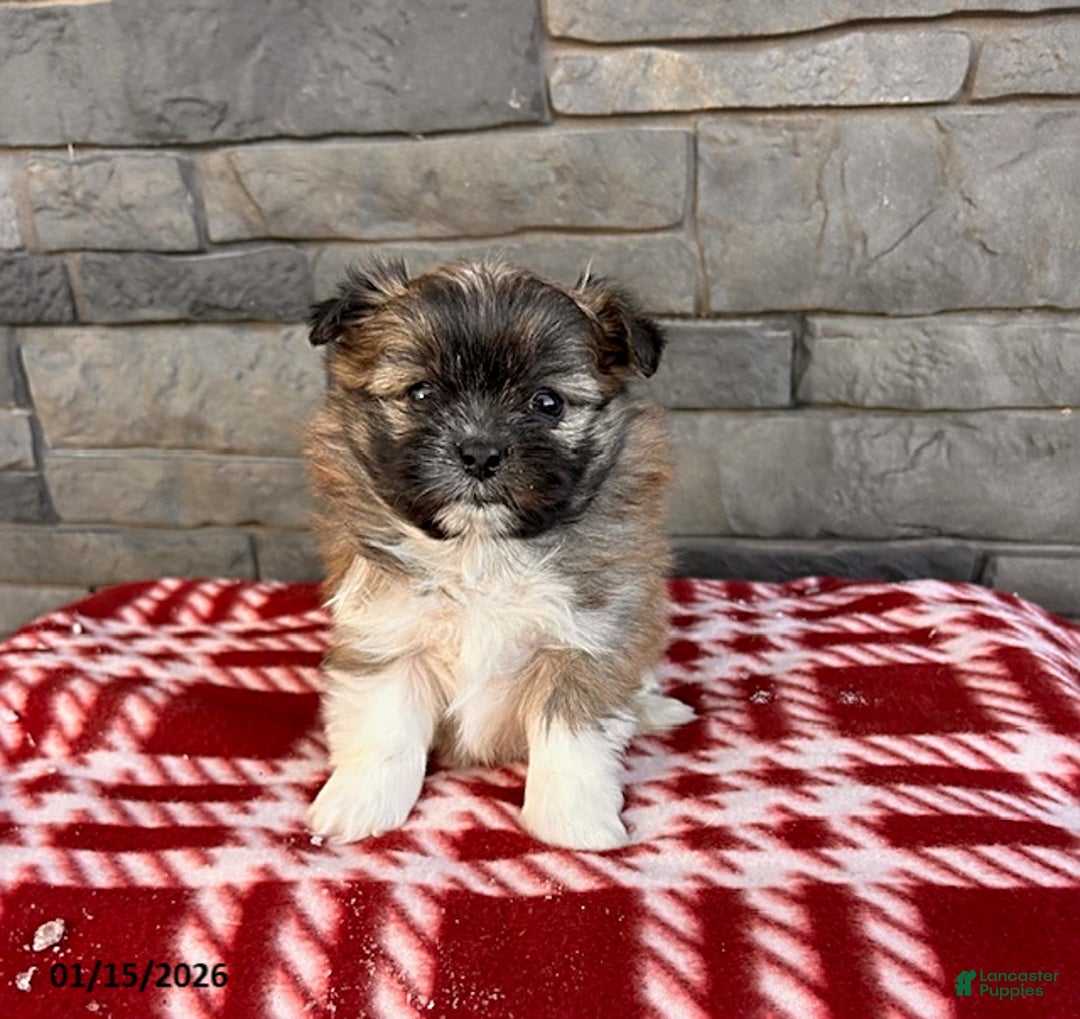 Mixed Breed dogs for sale: Gemma - Ad 1