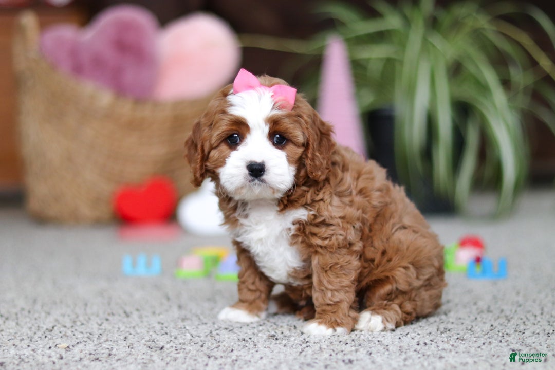 Cavapoo dogs for sale: Lilly - Ad 2