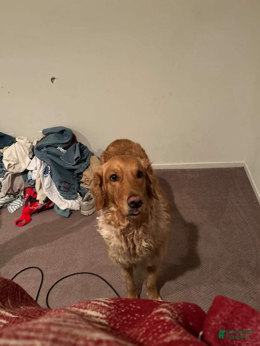 Mixed Breed dogs for sale: Mixed Breed Puppy 2 - Ad 6