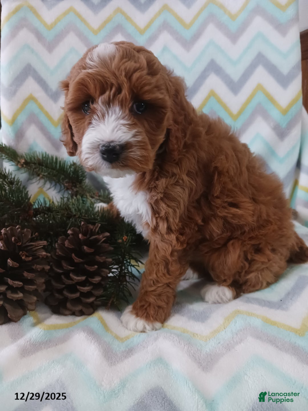 Cockapoo dogs for sale: Dominick - Ad 3