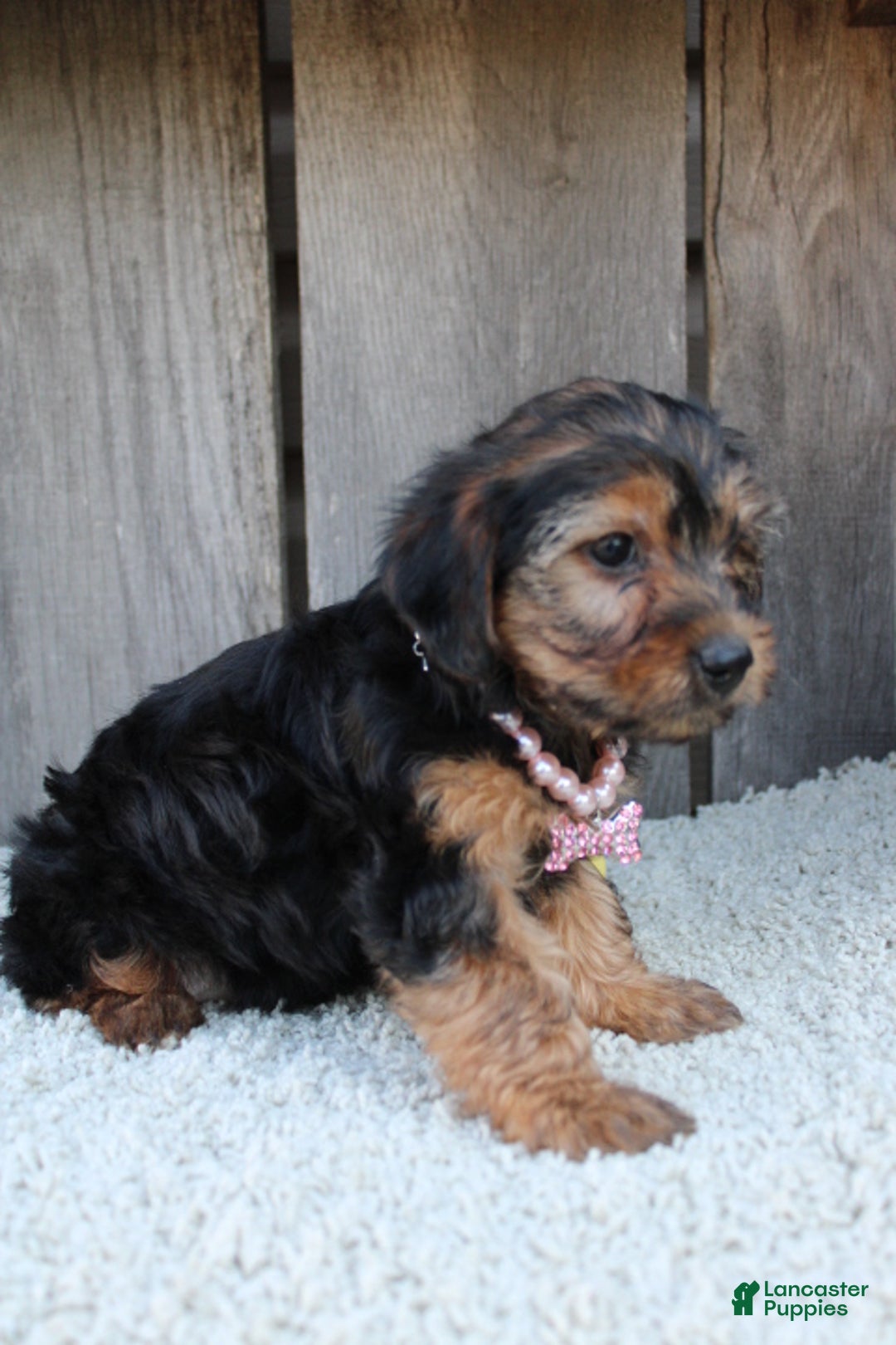 Yorkiepoo dogs for sale: TINKERBELL - Ad 8