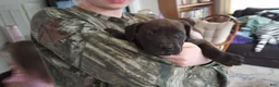 American Bully dogs for sale: Kennedy Blades - Ad 4