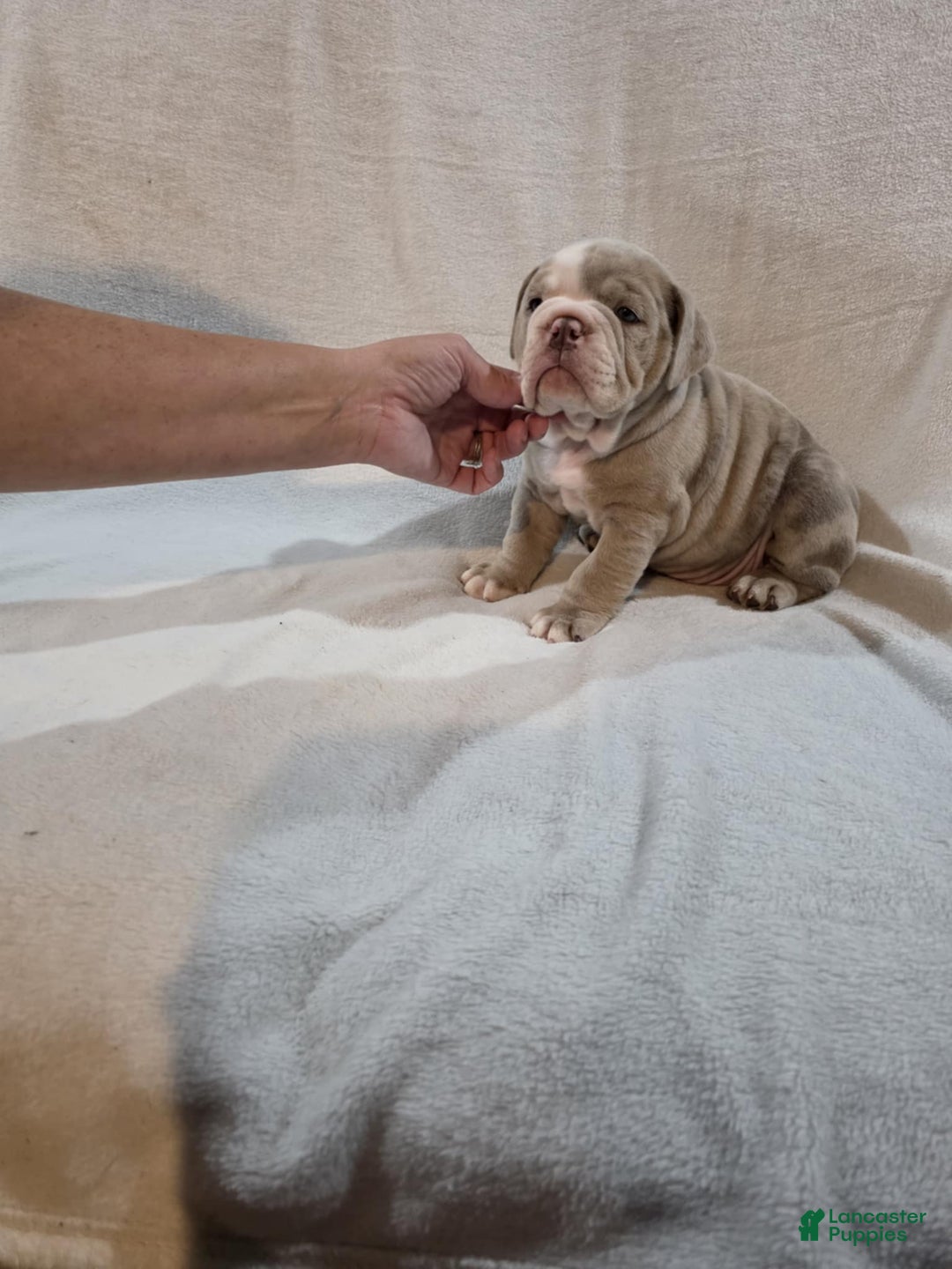 Olde English Bulldogge dogs for sale: Olde English Bulldogge Puppy 4 - Ad 1