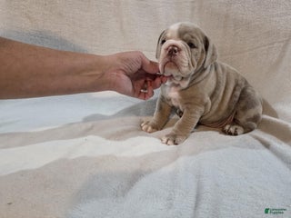 Olde English Bulldogge dogs Olde English Bulldogge Puppy 4 - Ad 33