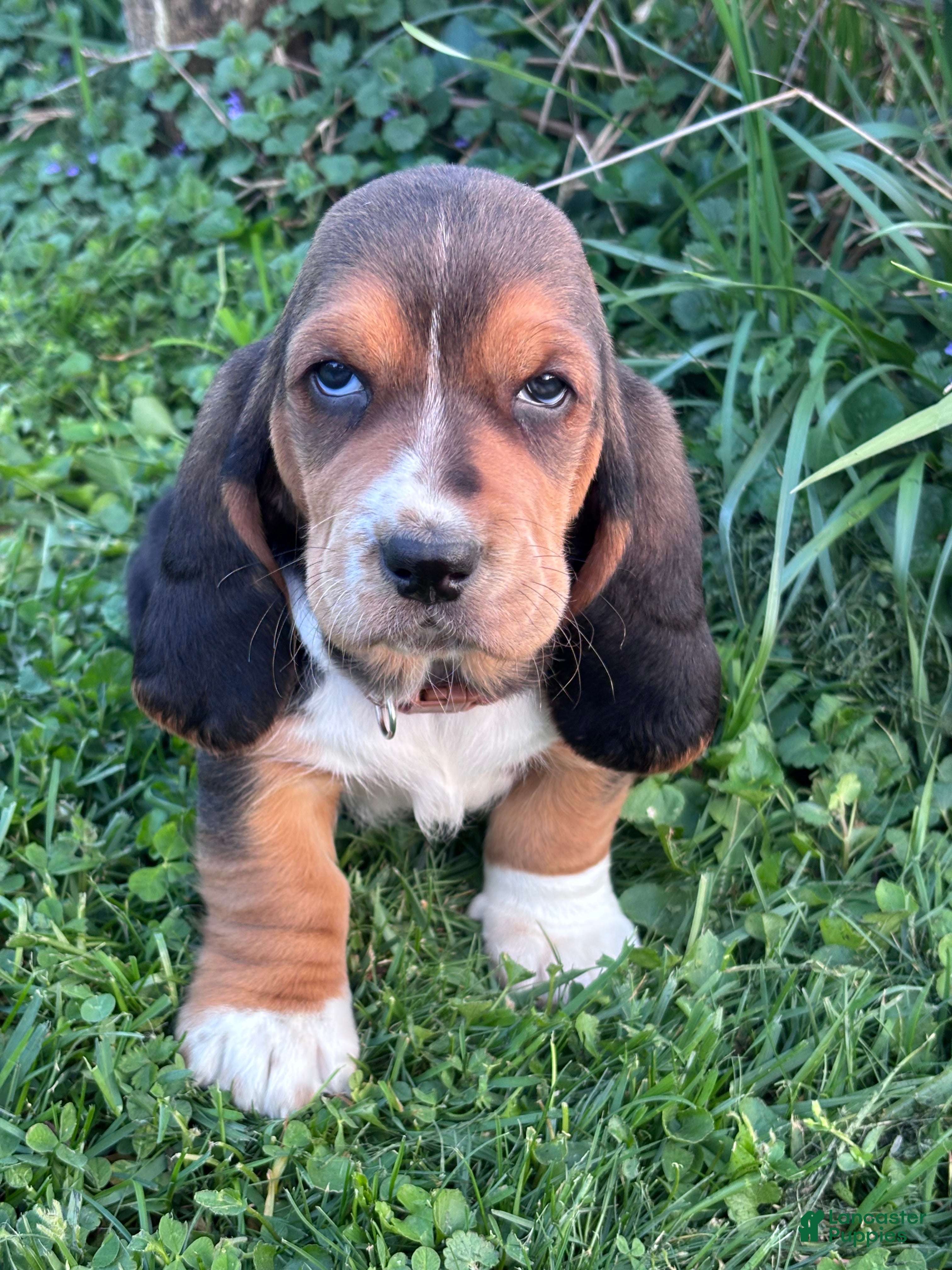 Basset Hound dogs Winston - Ad 11
