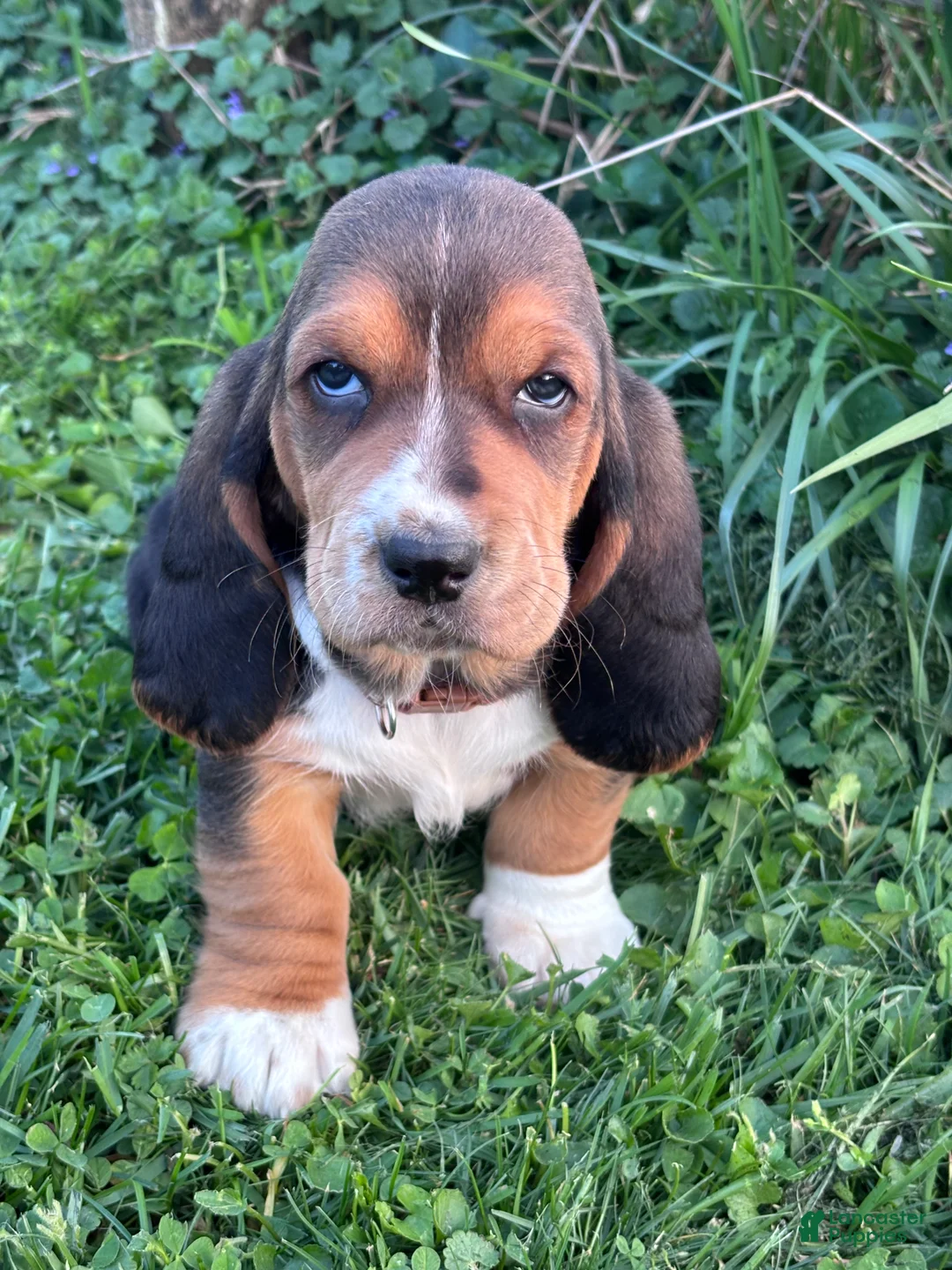 Basset Hound dogs for sale: Winston - Ad 1