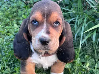Basset Hound dogs Winston - Ad 11