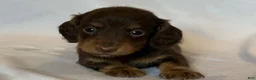 Miniature Dachshund dogs for sale: Beauty - Ad 4