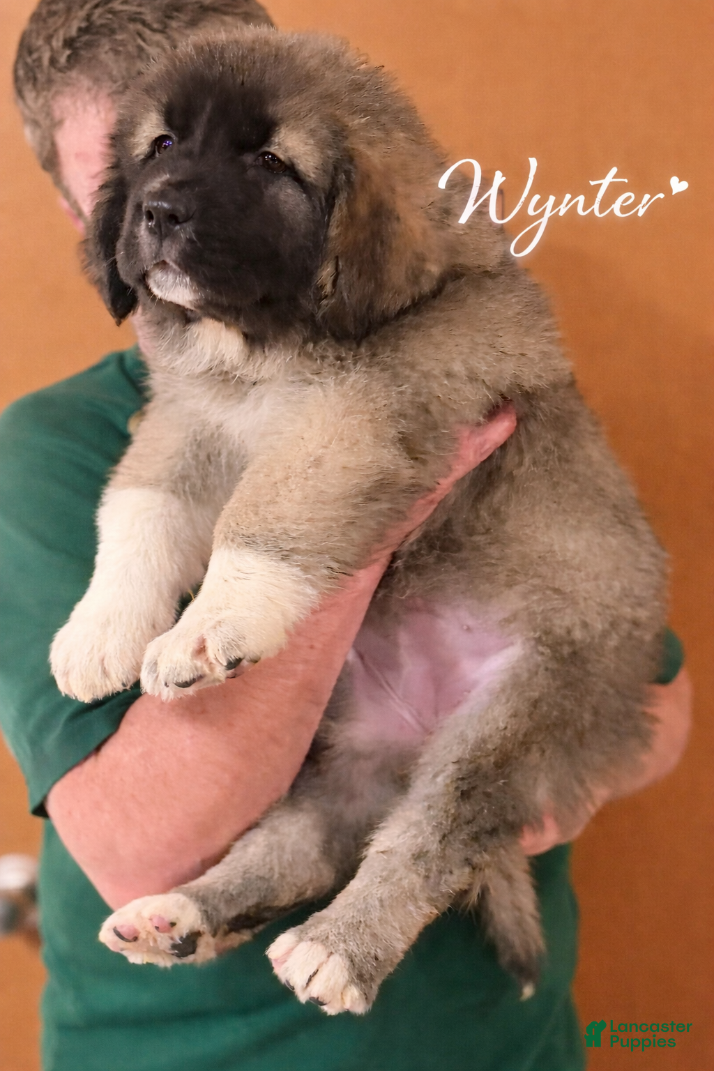 Caucasian Shepherd Dog dogs Wynter~ Caucasian Shepherd Dog Puppy 3 - Ad 1