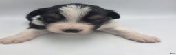 Australian Shepherd dogs for sale: Belle - Ad 1